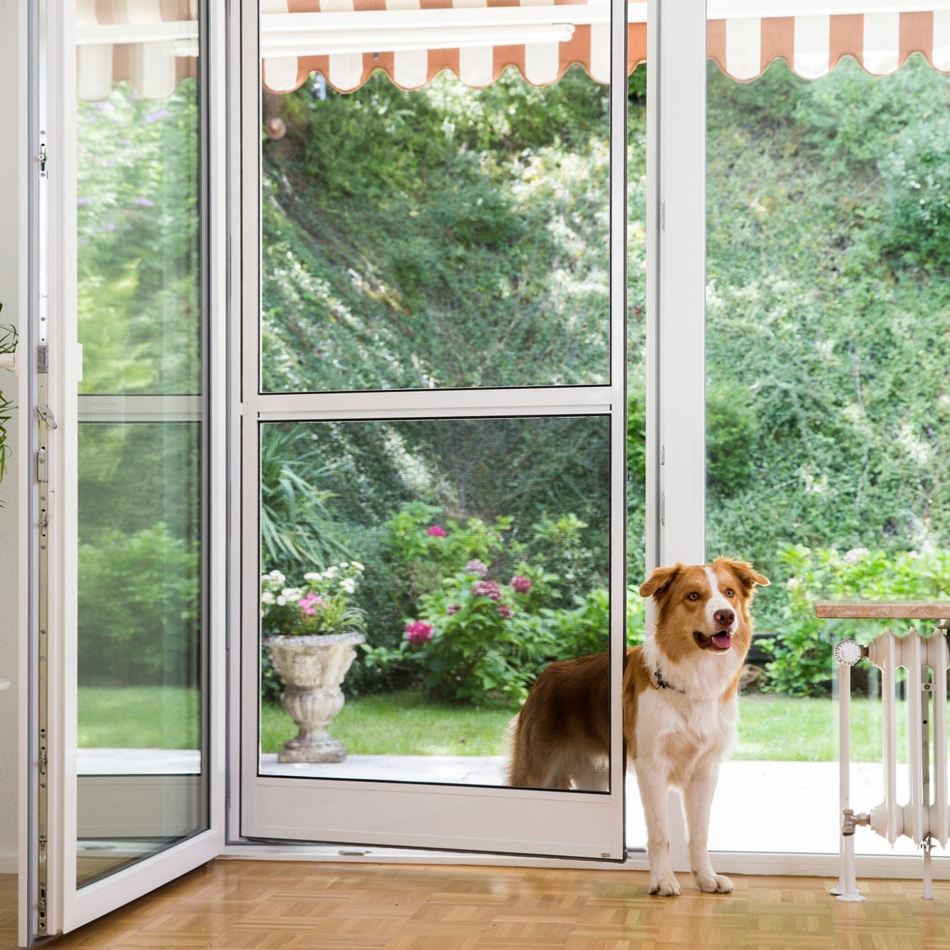 Germania Insektenschutz zu sehen ist ein Hund der durch eine Insektenschutz - Pendeltür schaut von dem Hersteller Germania